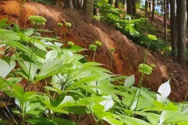 三七的种植方法,每隔5-7天浇一次水