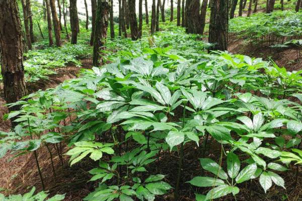 三七的种植方法,每隔5-7天浇一次水