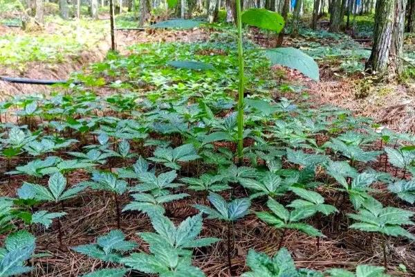 三七的种植方法,每隔5-7天浇一次水