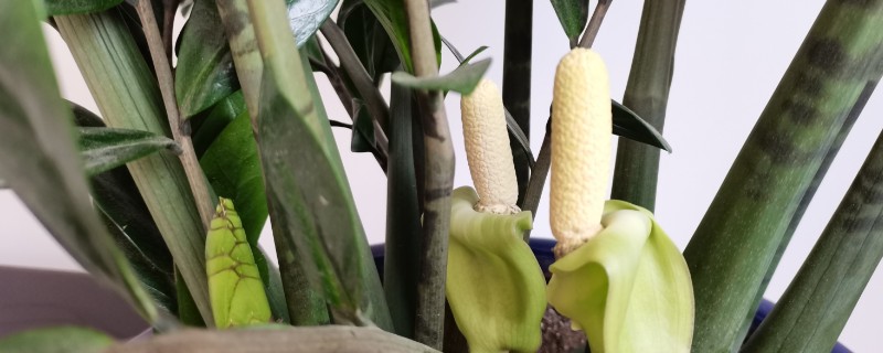 金钱树开花的预兆，寓意好运到来、财源滚滚等