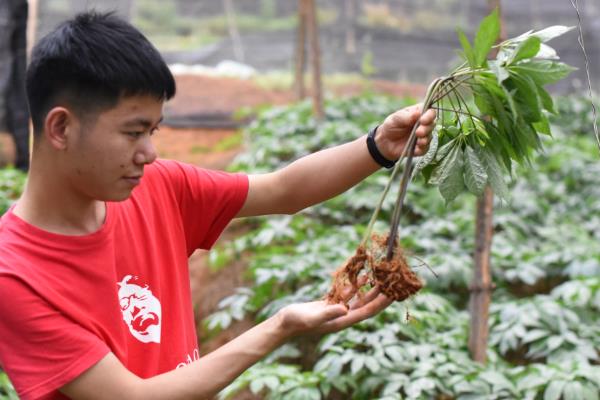 三七的种植方法,每隔5-7天浇一次水