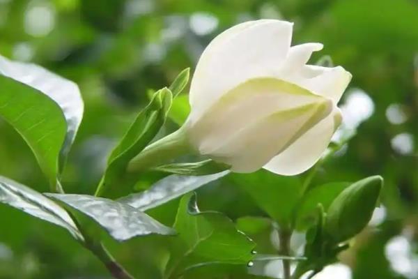 栀子花叶片边缘褐色的原因，可能是光照过强所致