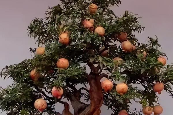 盆栽石榴树如何催芽,合理的光照可催芽