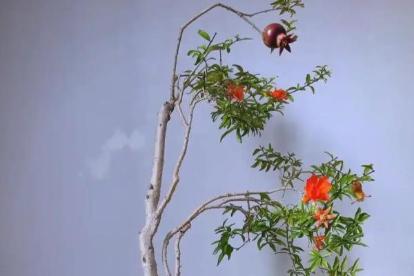 盆栽石榴树如何催芽,合理的光照可催芽