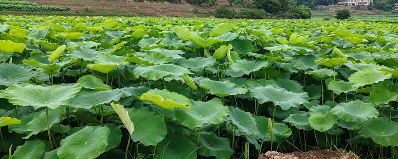 旱地莲藕怎么种植，排藕后保持浅水位