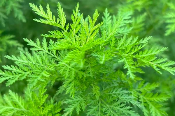 养鹅有什么好用的中草药,姜黄、青蒿、金银花等药物可以防治疾病