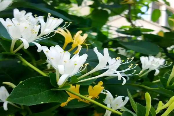 养鹅有什么好用的中草药,姜黄、青蒿、金银花等药物可以防治疾病