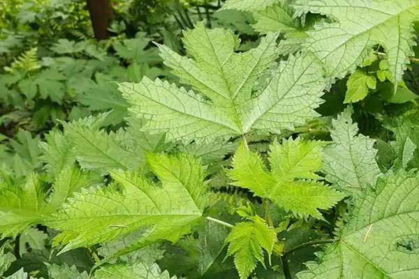 养鹅有什么好用的中草药,姜黄、青蒿、金银花等药物可以防治疾病