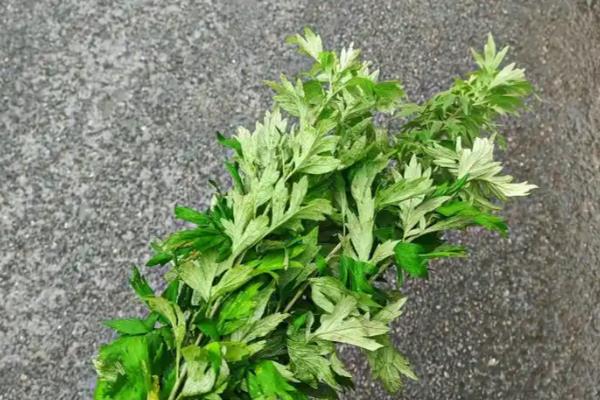 养鹅有什么好用的中草药,姜黄、青蒿、金银花等药物可以防治疾病