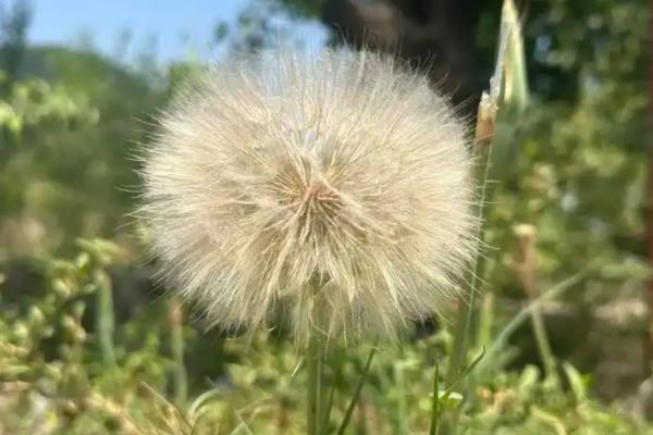 养鹅有什么好用的中草药,姜黄、青蒿、金银花等药物可以防治疾病