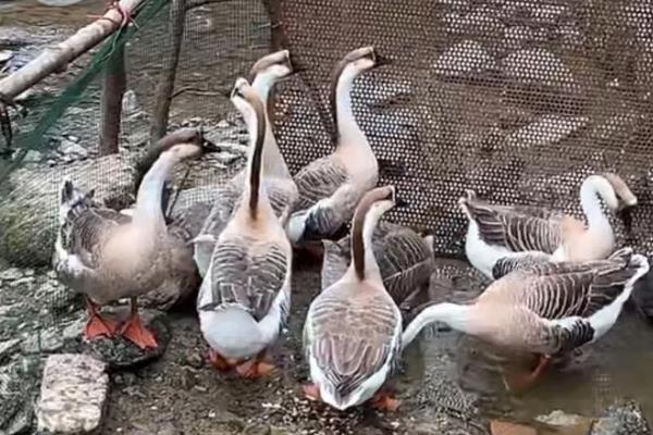 养鹅有什么好用的中草药,姜黄、青蒿、金银花等药物可以防治疾病