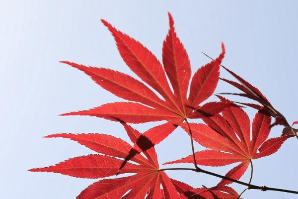 中国红枫怎么养殖，要保持土壤湿润