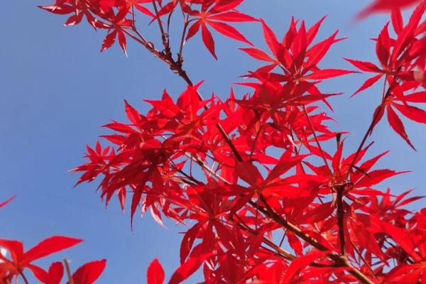 中国红枫怎么养殖，要保持土壤湿润