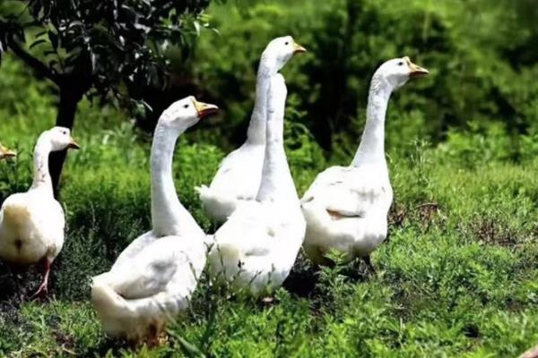 养鹅有什么好用的中草药,姜黄、青蒿、金银花等药物可以防治疾病