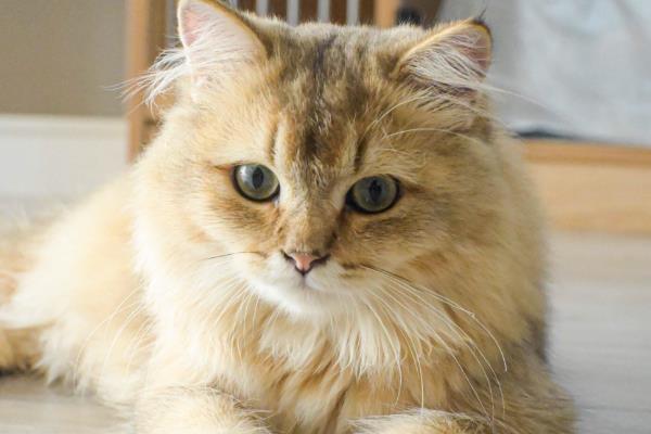 猫咪缺乏维生素的常见症状,表现为视力下降、毛发干枯等
