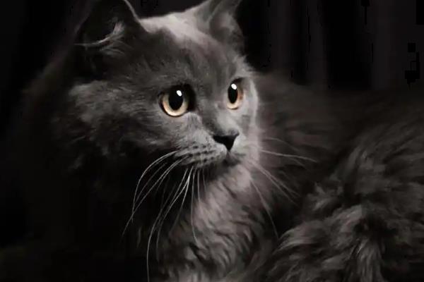猫咪缺乏维生素的常见症状,表现为视力下降、毛发干枯等