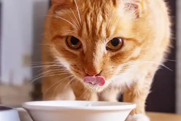 猫咪缺乏维生素的常见症状,表现为视力下降、毛发干枯等