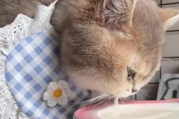 猫咪缺乏维生素的常见症状,表现为视力下降、毛发干枯等