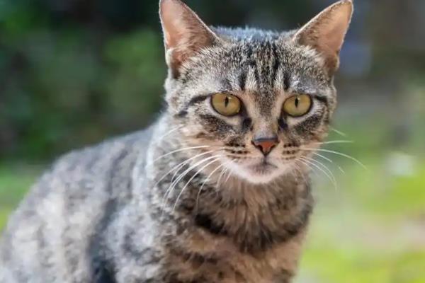 猫咪缺乏维生素的常见症状,表现为视力下降、毛发干枯等