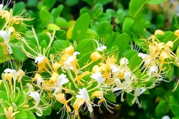 金银花用哪种复合肥，可施加堆肥或是农家肥