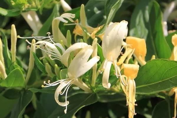 金银花用哪种复合肥，可施加堆肥或是农家肥