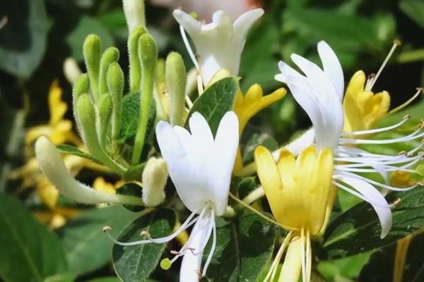 金银花用哪种复合肥，可施加堆肥或是农家肥