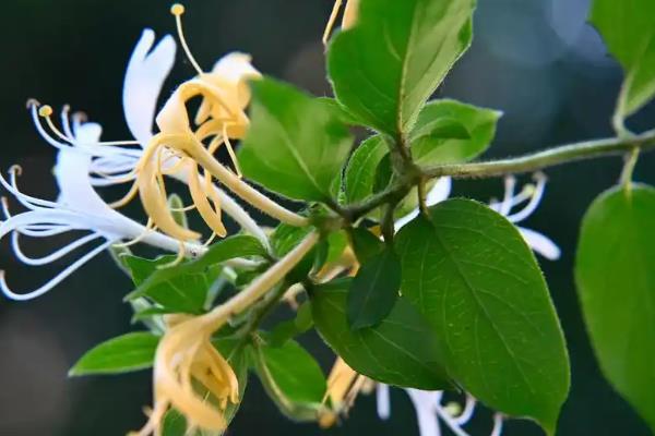 金银花用哪种复合肥，可施加堆肥或是农家肥
