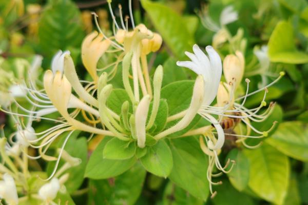 金银花用哪种复合肥，可施加堆肥或是农家肥