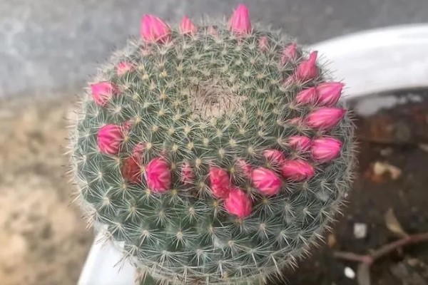 仙人球的花苞形状，像钻头