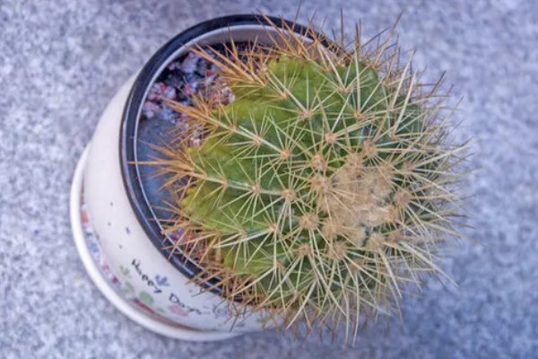仙人球的花苞形状，像钻头