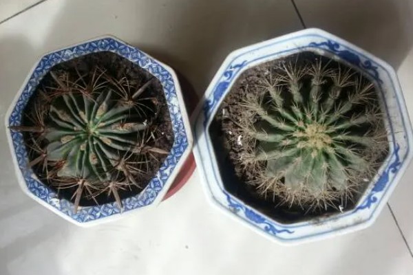 仙人球的花苞形状，像钻头