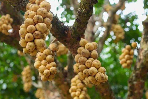 种龙宫果要使用哪些肥料,主要追施复合肥