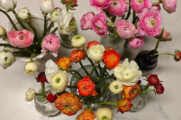洋牡丹如何正醒花，花束直接放入水桶中浸泡