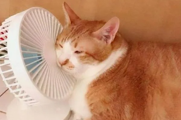 猫发烧如何退烧,用酒精擦拭它的肚皮可以降温
