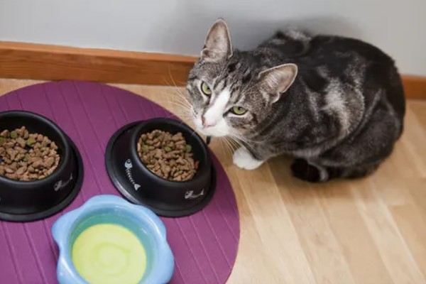 猫发烧如何退烧,用酒精擦拭它的肚皮可以降温