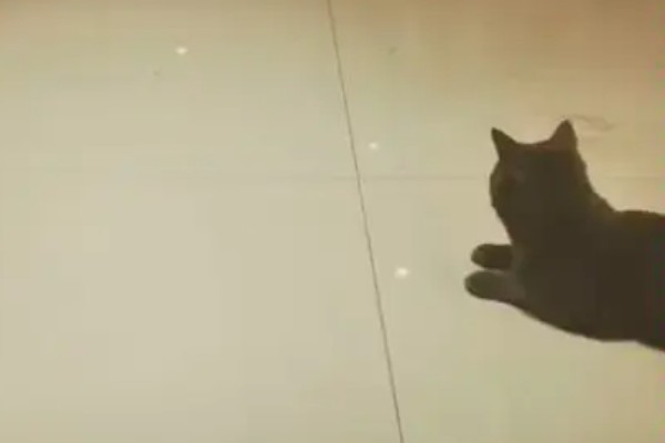 猫发烧如何退烧,用酒精擦拭它的肚皮可以降温