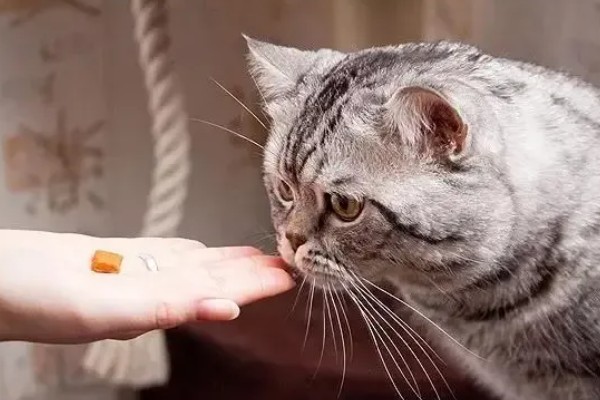 猫发烧如何退烧,用酒精擦拭它的肚皮可以降温