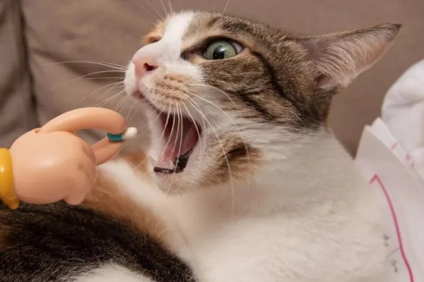 猫发烧如何退烧,用酒精擦拭它的肚皮可以降温