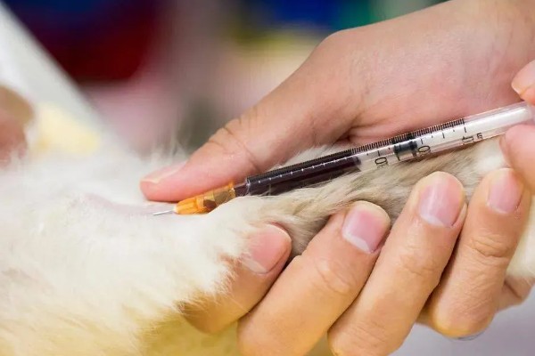 猫发烧如何退烧,用酒精擦拭它的肚皮可以降温