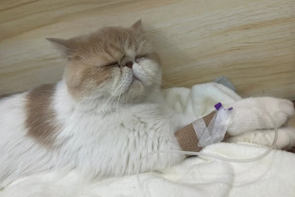 猫发烧如何退烧,用酒精擦拭它的肚皮可以降温