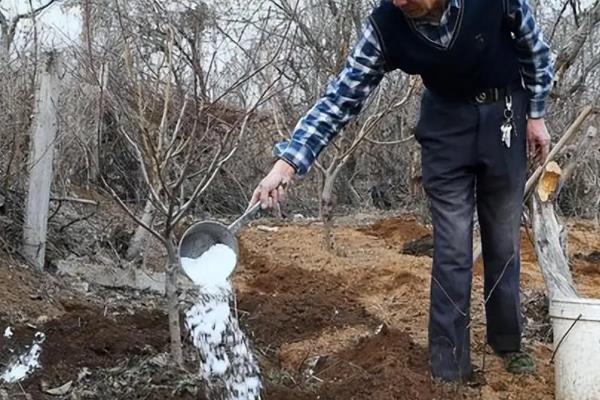 硝酸钙有什么作用,可快速补钙、补氮