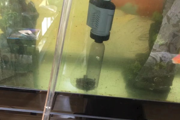 加黄粉以后怎么恢复水,可以在里面放活性炭