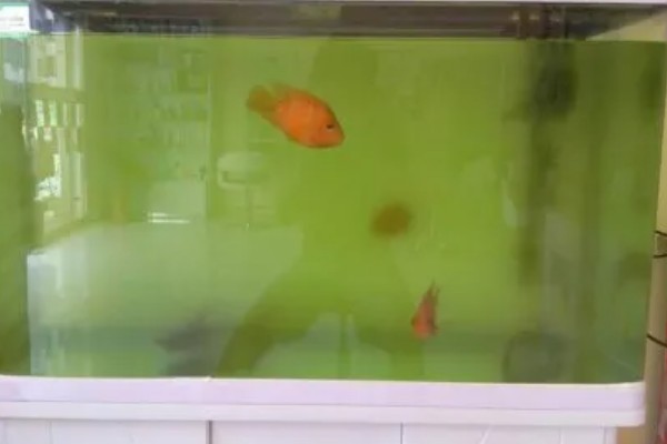 加黄粉以后怎么恢复水,可以在里面放活性炭