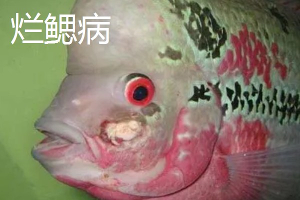 加黄粉以后怎么恢复水,可以在里面放活性炭