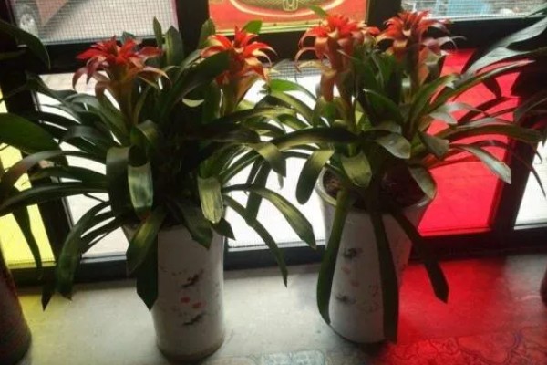 鸿运当头冬季养护方法,用塑料膜包裹植株可以保暖