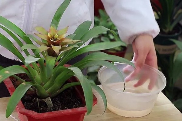 鸿运当头冬季养护方法,用塑料膜包裹植株可以保暖