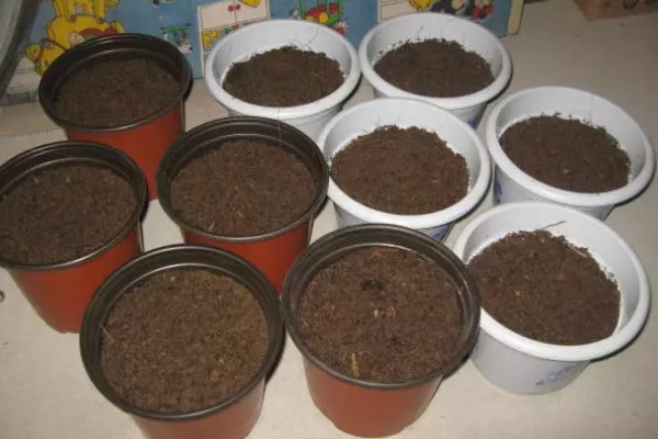 鸿运当头冬季养护方法,用塑料膜包裹植株可以保暖