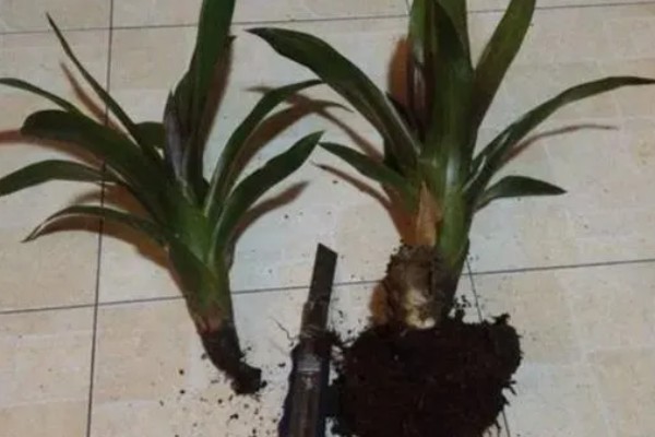 鸿运当头冬季养护方法,用塑料膜包裹植株可以保暖