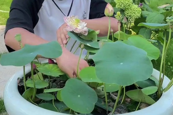 盆栽荷花的越冬方法，需放置在室内进行管理