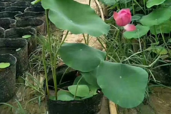 盆栽荷花的越冬方法，需放置在室内进行管理
